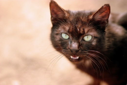 �1758904 �������(a): ����������:4230x2848